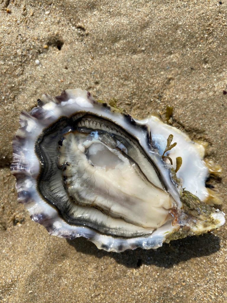 Huître des Héaux ouverte sur le sable, très charnue. 